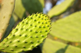 綠色饋贈 從仙人掌刺梨到植物的多元應(yīng)用