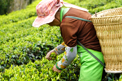 春日赴約永平，共品一席茶香盛宴