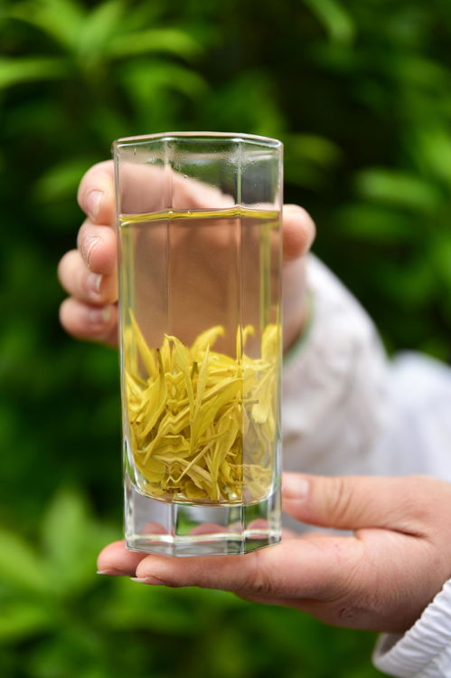 高山云霧出好茶，風(fēng)過(guò)云硒茶飄香